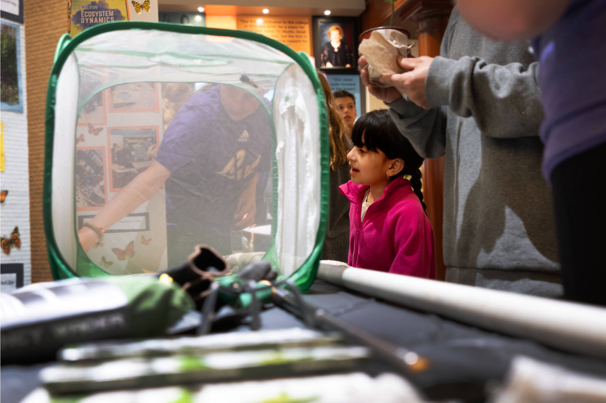 A close-up of a monarch butterfly in a netted box on a table, with a young girl looking at it while adults stand behind her.